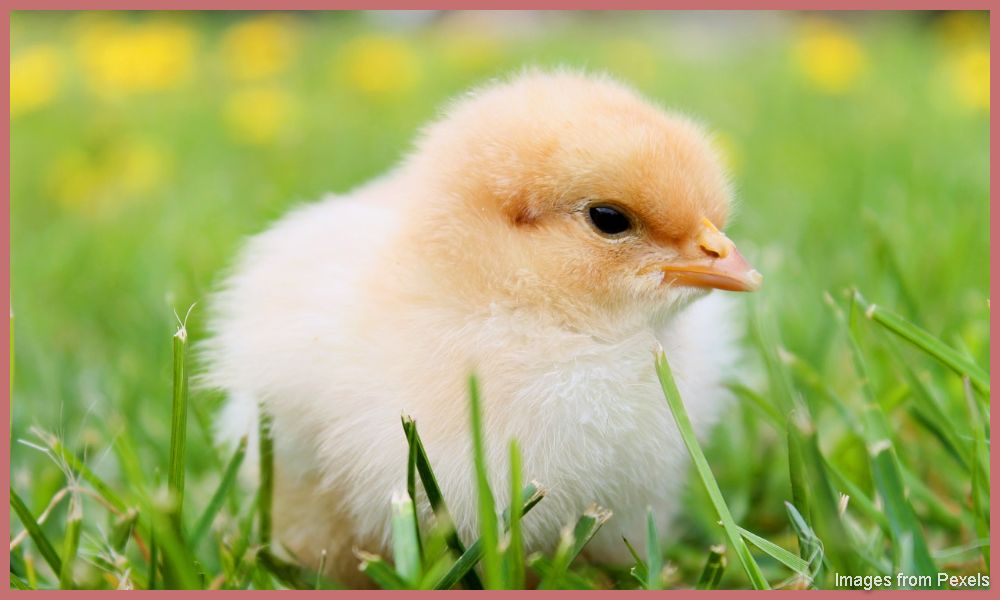 How to Start Poultry Farm Business