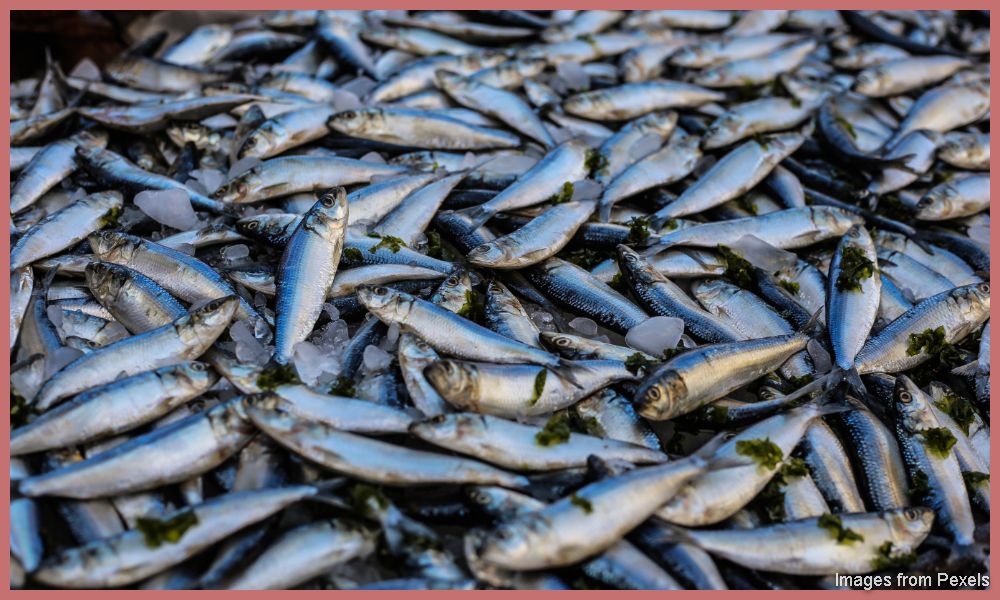How to start fish farming business