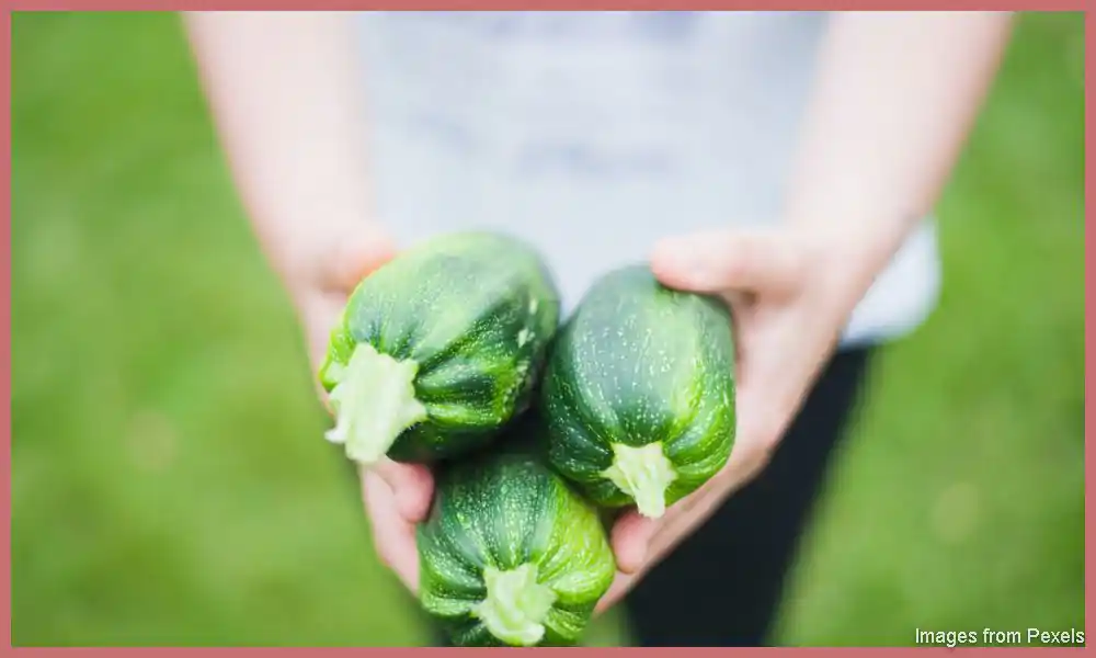 How to Start Vegetable Garden Business
