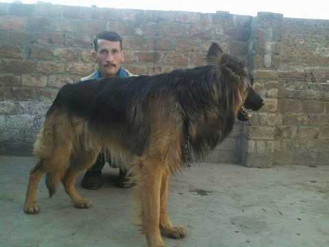 German shepherd male.. in Peshawar, Khyber Pakhtunkhwa - Free Business Listing
