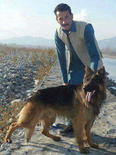 German shepherd male.. in Peshawar, Khyber Pakhtunkhwa - Free Business Listing