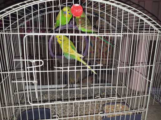 pair of 3 parrots.. in Peshawar, Khyber Pakhtunkhwa - Free Business Listing