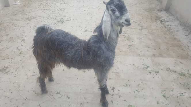 nachi goat.. in Shafi Town Rahim Yar Khan, Punjab 64200 - Free Business Listing