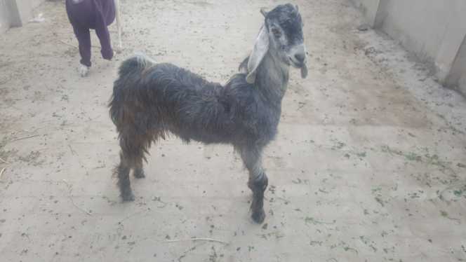 nachi goat.. in Shafi Town Rahim Yar Khan, Punjab 64200 - Free Business Listing