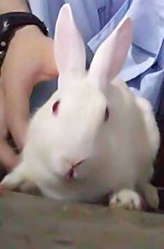 rabbit pure white red eye.. in Abbottabad, Khyber Pakhtunkhwa - Free Business Listing