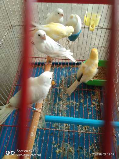 white canary breeder pair.. in Hangu, Khyber Pakhtunkhwa - Free Business Listing