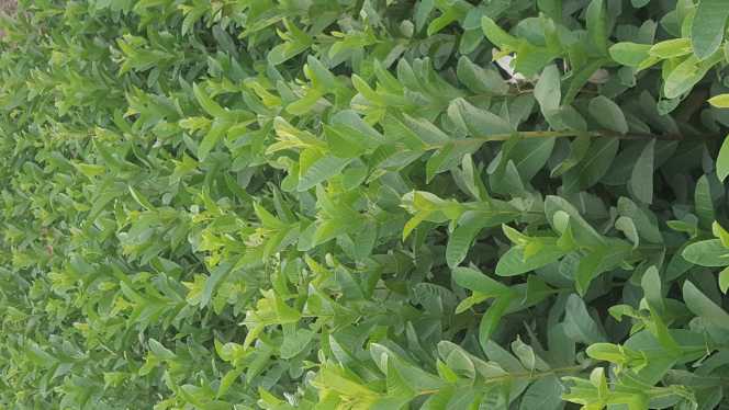 amrood plants.. in Sheikhupura, Punjab - Free Business Listing