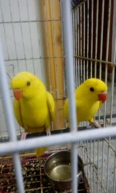 yellow ringneck.. in Faisalabad, Punjab - Free Business Listing