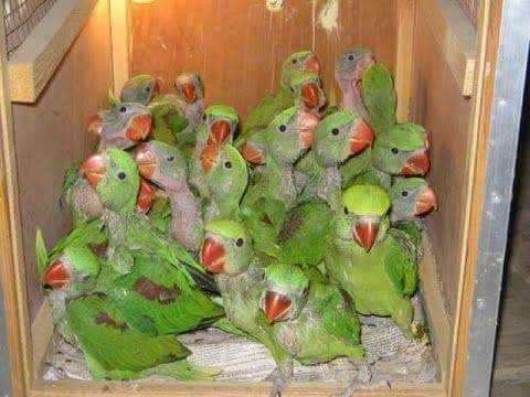 nice birds.. in Karachi City, Sindh - Free Business Listing