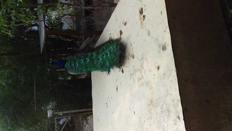 peacock  pair.. in Canal Town Peshawar, Khyber Pakhtunkhwa 25000 - Free Business Listing