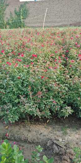Flower plants for sell.. in Kasur, Punjab - Free Business Listing