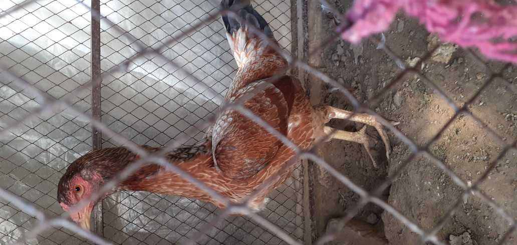 sindi asil chicken.. in Bahawalpur, Punjab - Free Business Listing