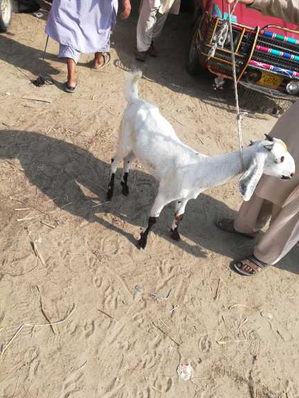 goat for sale.. in Lakki Marwat, Khyber Pakhtunkhwa - Free Business Listing
