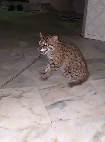 leopard.. in Karachi City, Sindh - Free Business Listing