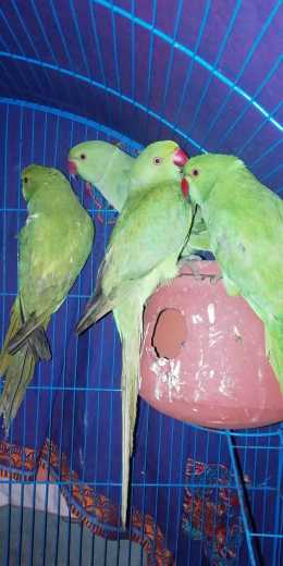 pets and animal.. in Shaheed Benazirabad, Sindh - Free Business Listing