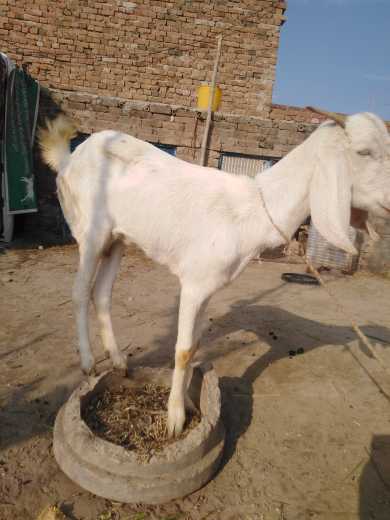 Goat.. in Layyah, Punjab - Free Business Listing