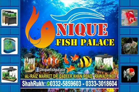 unique fish palace.. in Islamabad, Islamabad Capital Territory - Free Business Listing