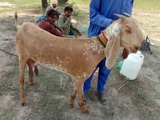 goat farming.. in Bahawalnagar, Punjab - Free Business Listing