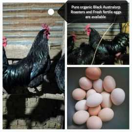 Black Australorp Hen.. in Lahore - Free Business Listing