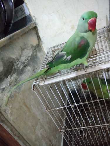 raw parrots age 9 months.. in Faisalabad - Free Business Listing