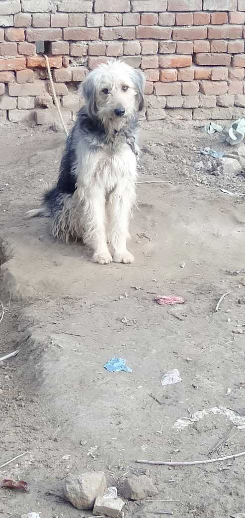 wasim.. in Jhelum, Punjab - Free Business Listing