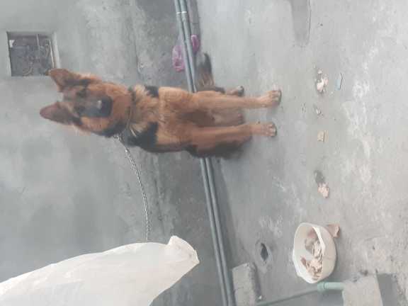 German sheperd.. in Allama Iqbal Colony Rawalpindi, Punjab 46000 - Free Business Listing