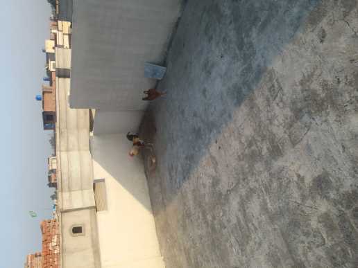 Murgha.. in Gujranwala, Punjab - Free Business Listing