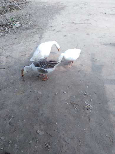 ducks.. in Sargodha, Punjab - Free Business Listing