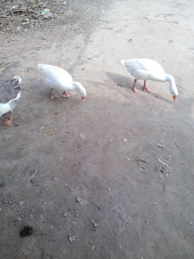 ducks.. in Sargodha, Punjab - Free Business Listing