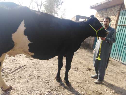 cow far sale.. in Nowshera, Khyber Pakhtunkhwa - Free Business Listing