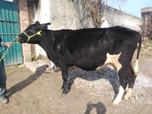 cow far sale.. in Nowshera, Khyber Pakhtunkhwa - Free Business Listing