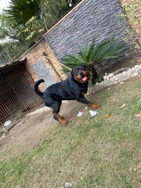 Rottweiler male.. in Kasur, Punjab - Free Business Listing