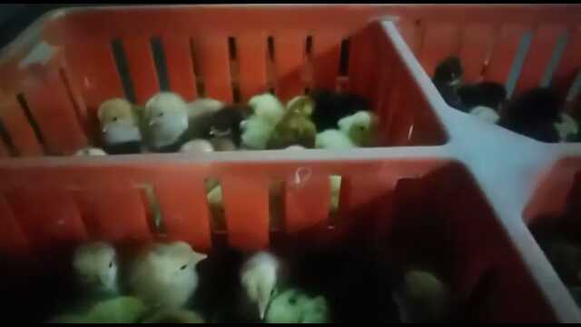 golden mesri chicks.. in Sahiwal District, Punjab - Free Business Listing