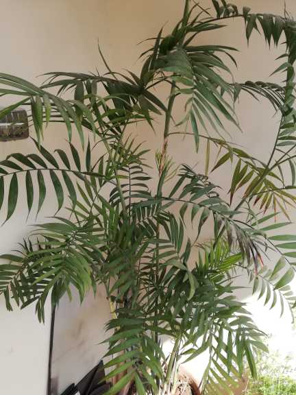 indoor plant.. in Islamabad, Islamabad Capital Territory - Free Business Listing