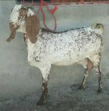 Goats.. in Kasur, Punjab 53801 - Free Business Listing