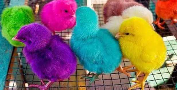 chickens.. in Attock, Punjab - Free Business Listing