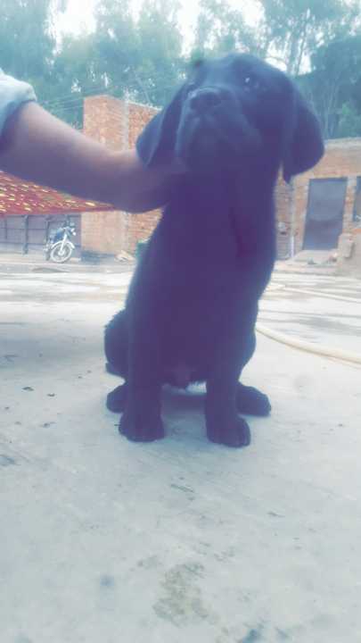 Labrador male.. in Kasur, Punjab - Free Business Listing