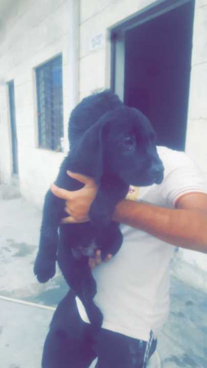 Labrador male.. in Kasur, Punjab - Free Business Listing