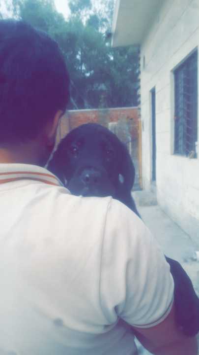 Labrador male.. in Kasur, Punjab - Free Business Listing
