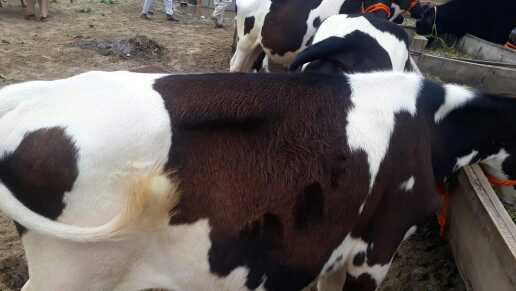 baloch farm.. in Layyah, Punjab - Free Business Listing