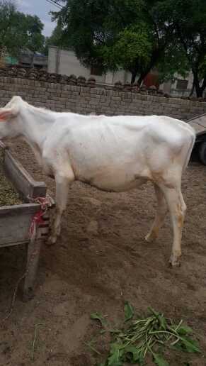 baloch farm.. in Layyah, Punjab - Free Business Listing
