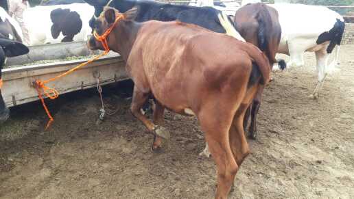 baloch farm.. in Layyah, Punjab - Free Business Listing