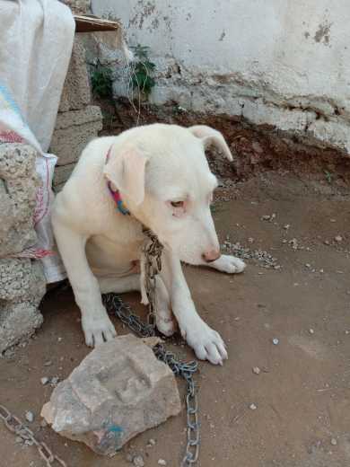 gulter dog.. in Islamabad, Islamabad Capital Territory - Free Business Listing