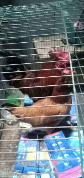 hean nd cock.. in Township Block 2 Twp Sector C 2 Lahore, Punjab 54600 - Free Business Listing