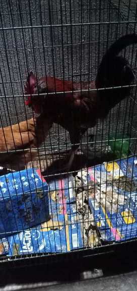 hean nd cock.. in Township Block 2 Twp Sector C 2 Lahore, Punjab 54600 - Free Business Listing