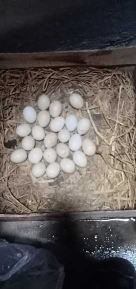 hean nd cock.. in Township Block 2 Twp Sector C 2 Lahore, Punjab 54600 - Free Business Listing