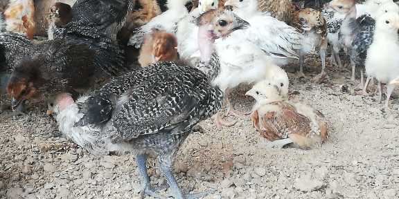 Golden Misri Chicks 30 da.. in Peshawar - Free Business Listing