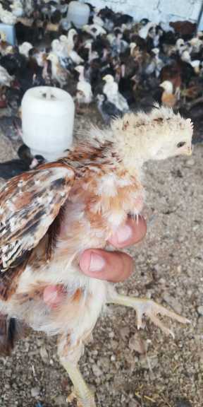 Golden Misri Chicks 30 da.. in Peshawar - Free Business Listing