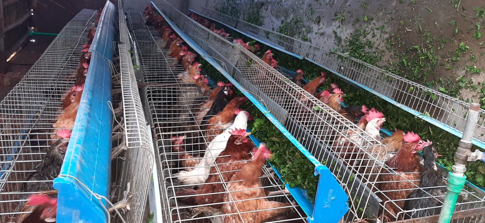 hen farming.. in Lahore, Punjab 55555 - Free Business Listing