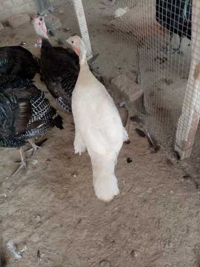 Turkey Birds for sale.. in Faisalabad, Punjab - Free Business Listing